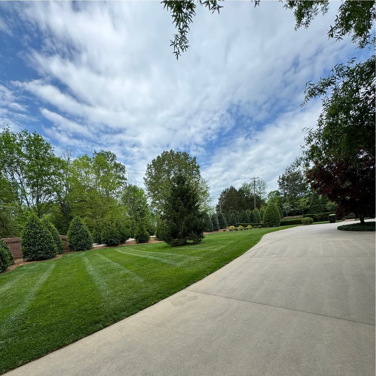 Striped lawn beside a curved driveway lined with evergreens and shrub beds